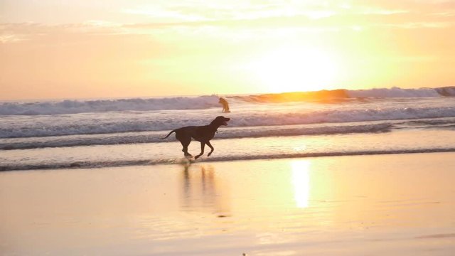 Surf dog. Slow motion dog running on surfing beach at sunset. Pacific Ocean, Guanacaste Province, Costa Rica, Central America. 