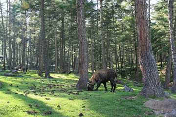 Obraz premium Takin in Bhutan