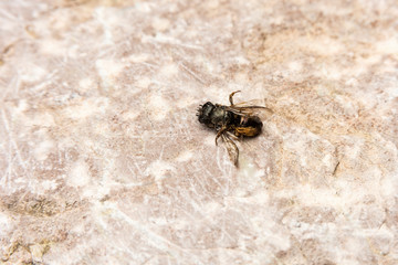 Dead Bumblebee on stone background, rear view