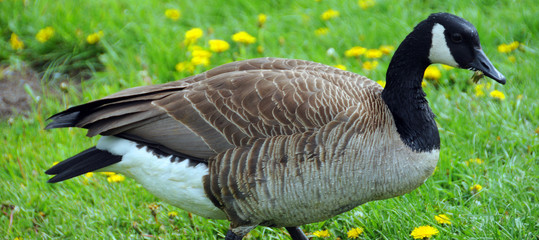 Canada goose (Branta canadensis) family is a large wild goose species with a black head and neck,...