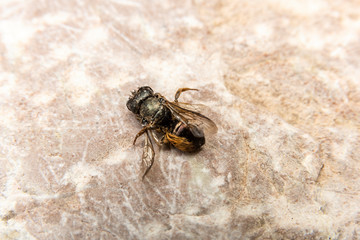 Dead Bumblebee on stone background, rear view
