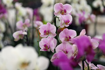 Naklejka na ściany i meble Beautiful blooming tropical orchid flower in store