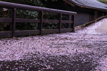 A lot of petal of cherry blossoms on the bridge. Kyoto, Japan