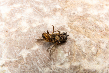 Dead Bumblebee on stone background