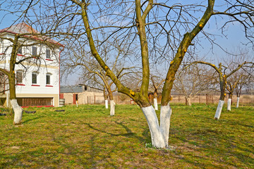 Fototapeta na wymiar The whitewashed fruit trees in a garden on the seasonal dacha. Spring