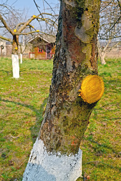 Tree-wound paint on a fruit-tree branch cut. Spring works in a garden