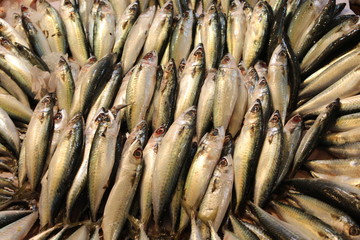 Fresh fishes on the sale