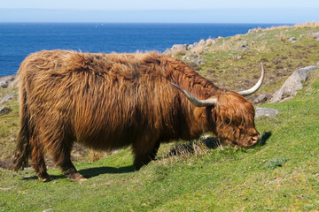 Highland Rind frisst Gras in Schottland
