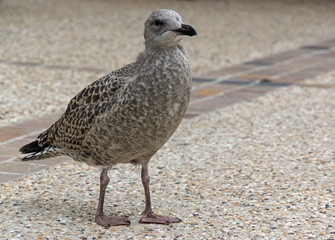 Eine Möwe 