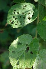 Attaque de chenilles sur feuilles