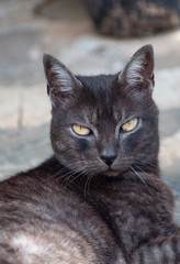 Katzenblick einer Hauskatze