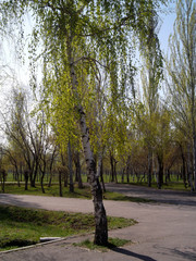 Birch tree