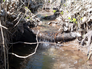 stream in forest