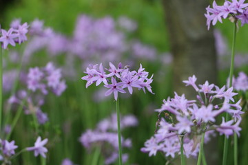 Naklejka premium purple flowers in the garden