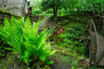 Ferns, bridge and mill in the old park