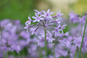 purple flowers in the garden