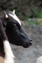 Fototapeta premium Kälbchen Kopf
