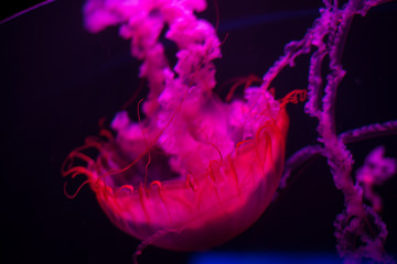 Fototapeta premium Purple and Pink Glowing Jelly Fish 