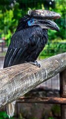 Black-casqued hornbill or black-casqued wattled hornbill . Latin name - Ceratogymna atrata