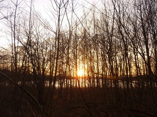 Obraz premium Sonnenaufgang Wald