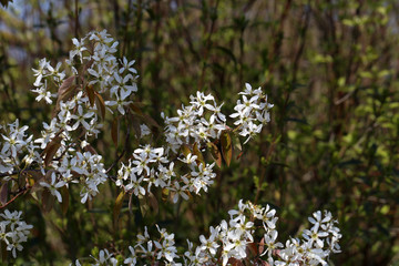 Flowering trees in the gardens in spring time