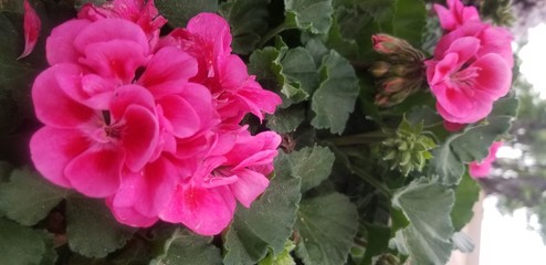 Obraz premium Pink Flower