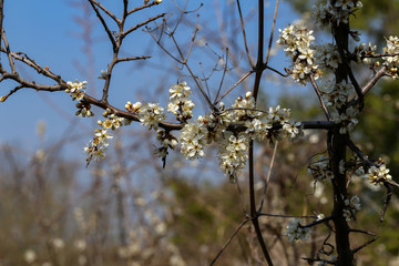 Flowering trees in the gardens in spring time