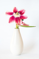 Tulpen (aufgeblüht)