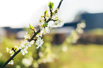 Plum tree in bloom in the spring sun