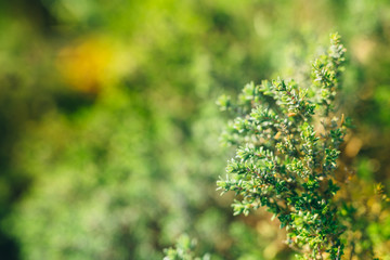 Thyme plant illuminated by a spring light