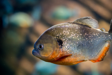 Fish Underwater 