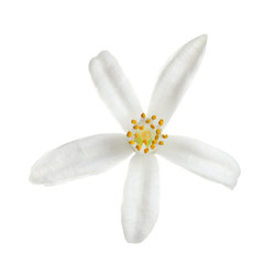 Fototapeta na wymiar Beautiful blooming citrus flower on white background