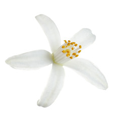 Fototapeta na wymiar Beautiful blooming citrus flower on white background