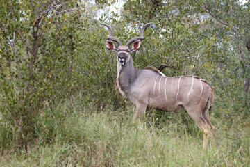 Großer Kudu / Greater Kudu / Tragelaphus strepsiceros.