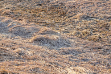 Dry,withered grass. Texture.