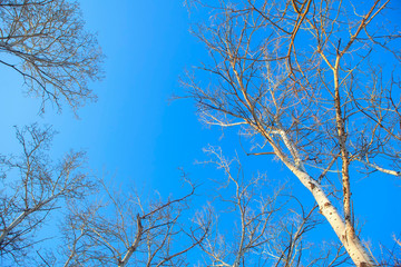 natural view of trees and blue sky 