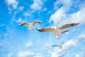 flying seagulls with spread wings