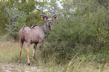 Großer Kudu / Greater Kudu / Tragelaphus strepsiceros.