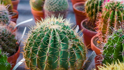 14999_Lots_of_succulents_plants_on_the_table.jpg