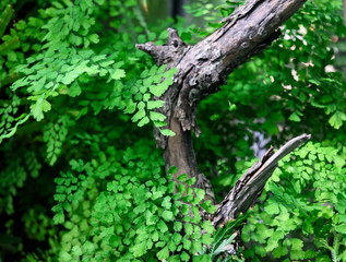 background of young green leaves and old tree