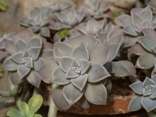 Ghost Plant whose scientific name is Graptopetalum Paraguayense