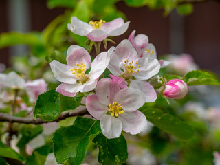 Obraz na płótnie Canvas Blossom of pear. Pear tree in blossom. Flowers of pear tree.