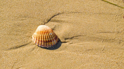 Fototapeta na wymiar 15115_A_white_seashell_on_the_white_sand.jpg