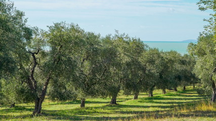 Fototapeta na wymiar 15133_Lots_of_olive_trees_in_the_groves_in_the_farm.jpg