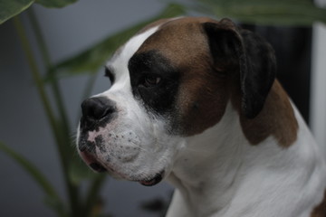 Boxer dog 2