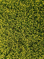 Aerial view of blooming yellow rapeseed fields during spring season in Finland