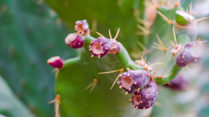 15227_Growing_buds_on_the_cacti_leaves.jpg