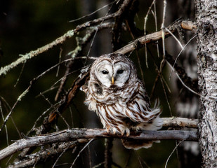 Barred Owl