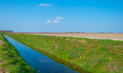 Field with flowers below a blue sky in sunlight in spring