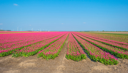 Field with flowers below a blue sky in sunlight in spring